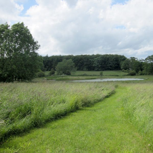 Path Down To Pond