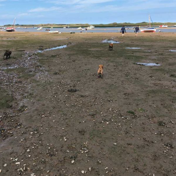 Walking To Blakeney Point At Low Tide